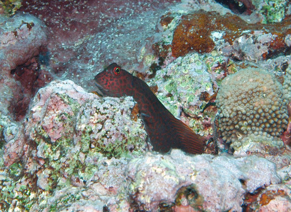 DSC_0013_edited-1-1