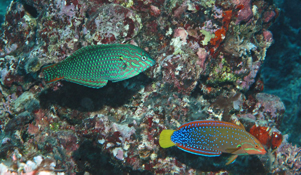 DSC_0024_edited-1