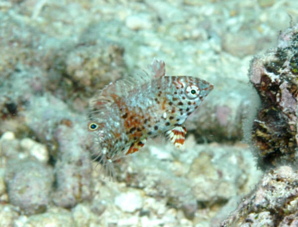 DSC_0080_edited-1