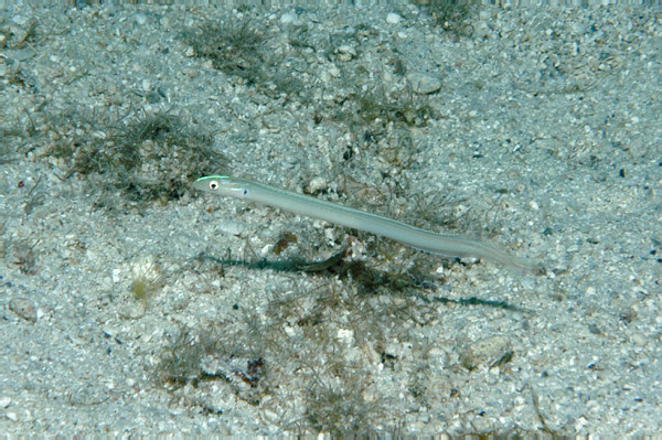 DSC_0084_edited-1