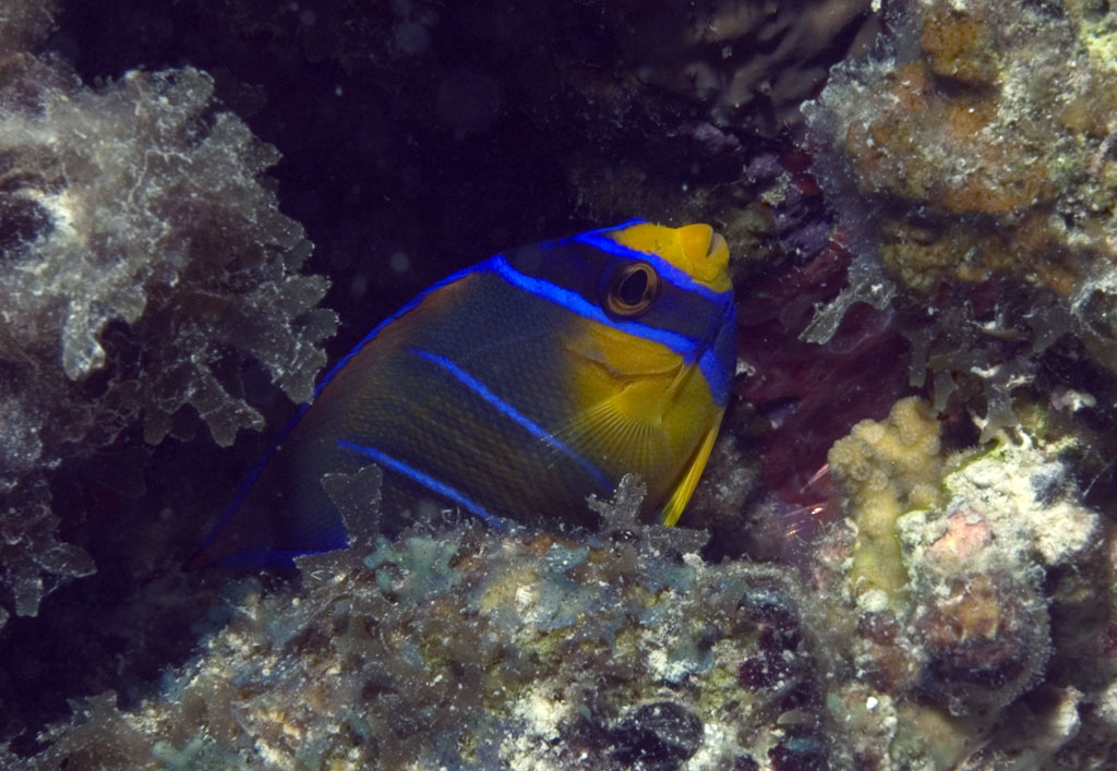 32 Cades Reef, Antigua 49