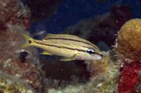 32 Cades Reef, Antigua 58