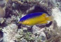 32 Cades Reef, Antigua 79