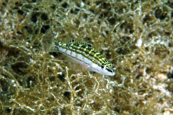 DSC_0007_edited-1-2