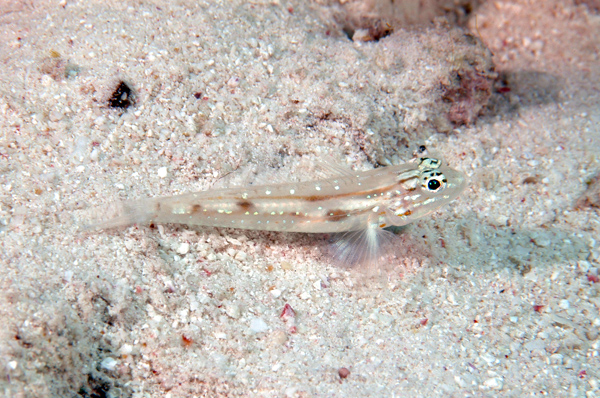 DSC_0032_edited-1